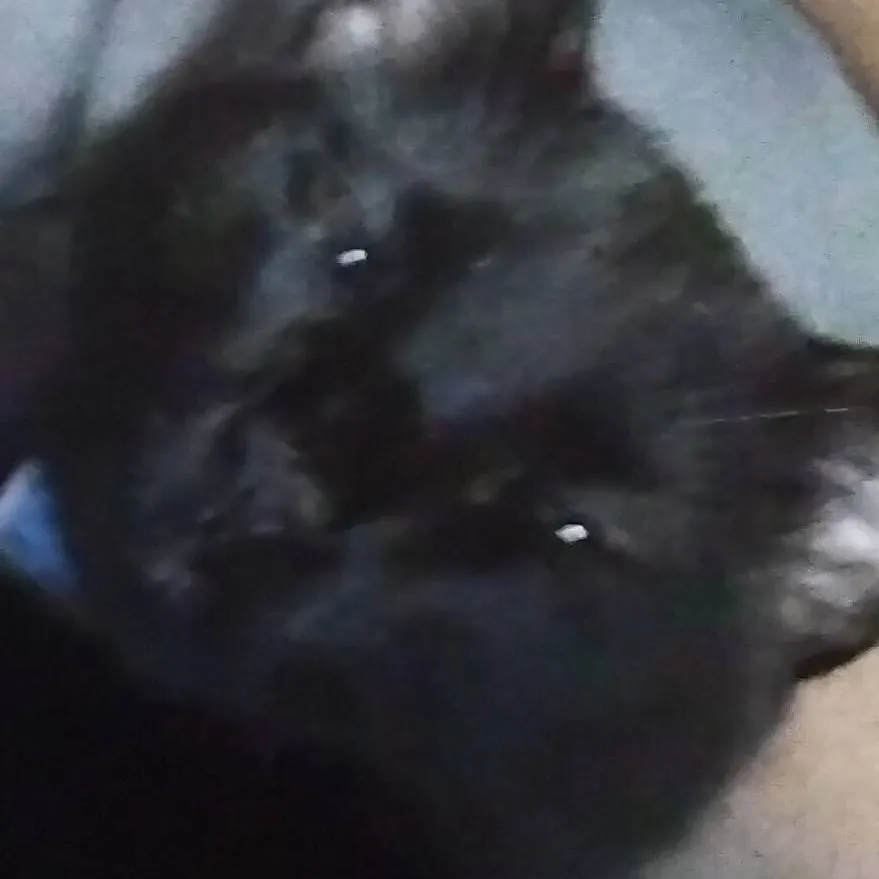 chat with ai character: hamless larry🗣