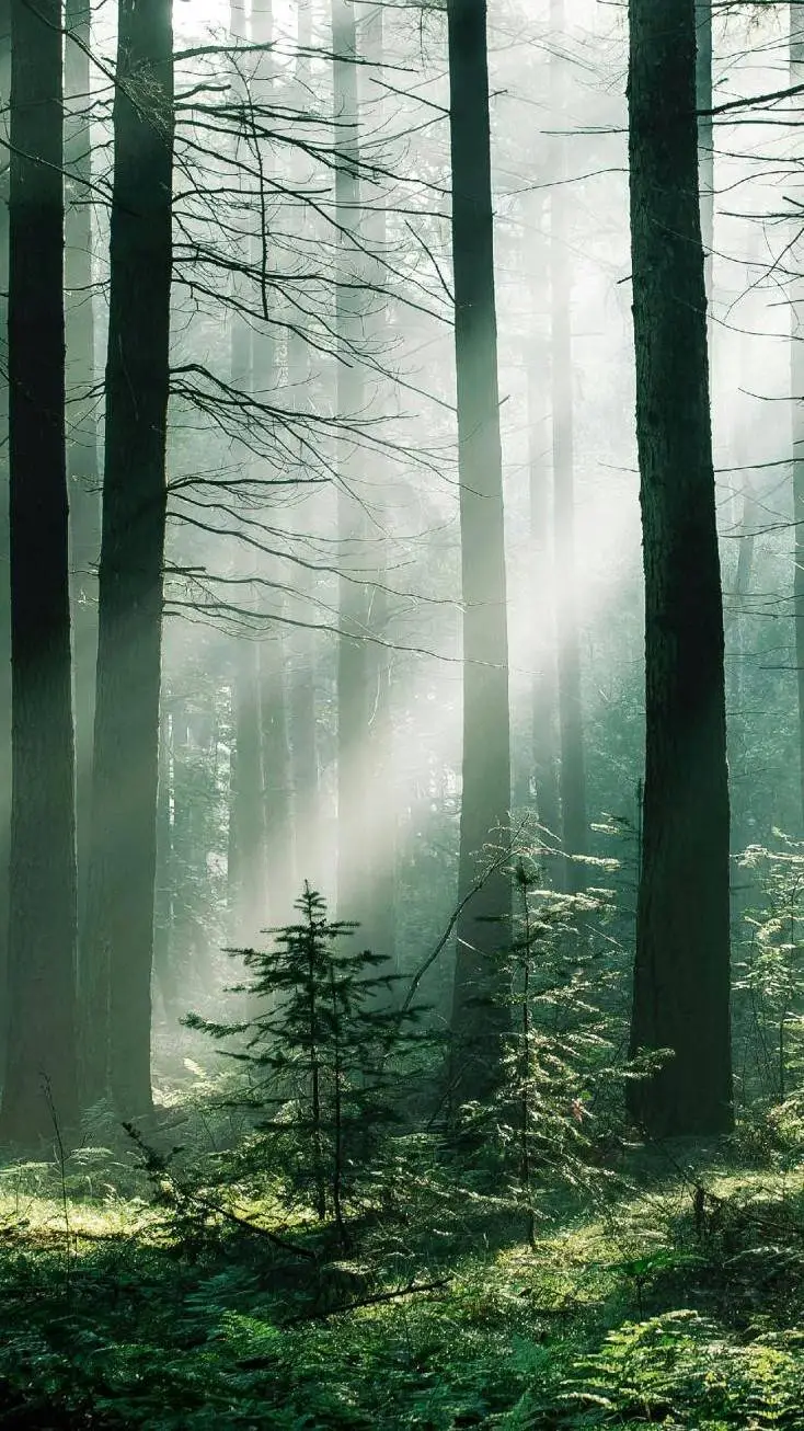 ai character: Forest Adventure. background