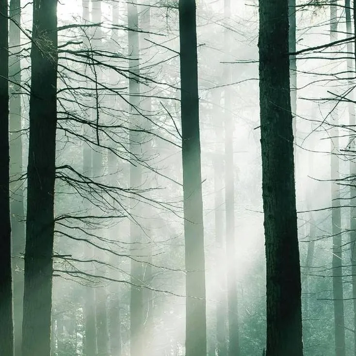 chat with ai character: Forest adventure 2