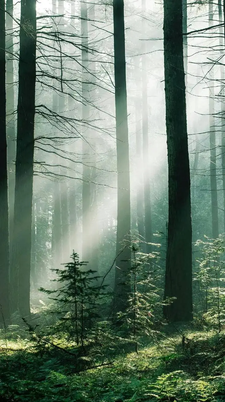 ai character: Forest adventure 2 background