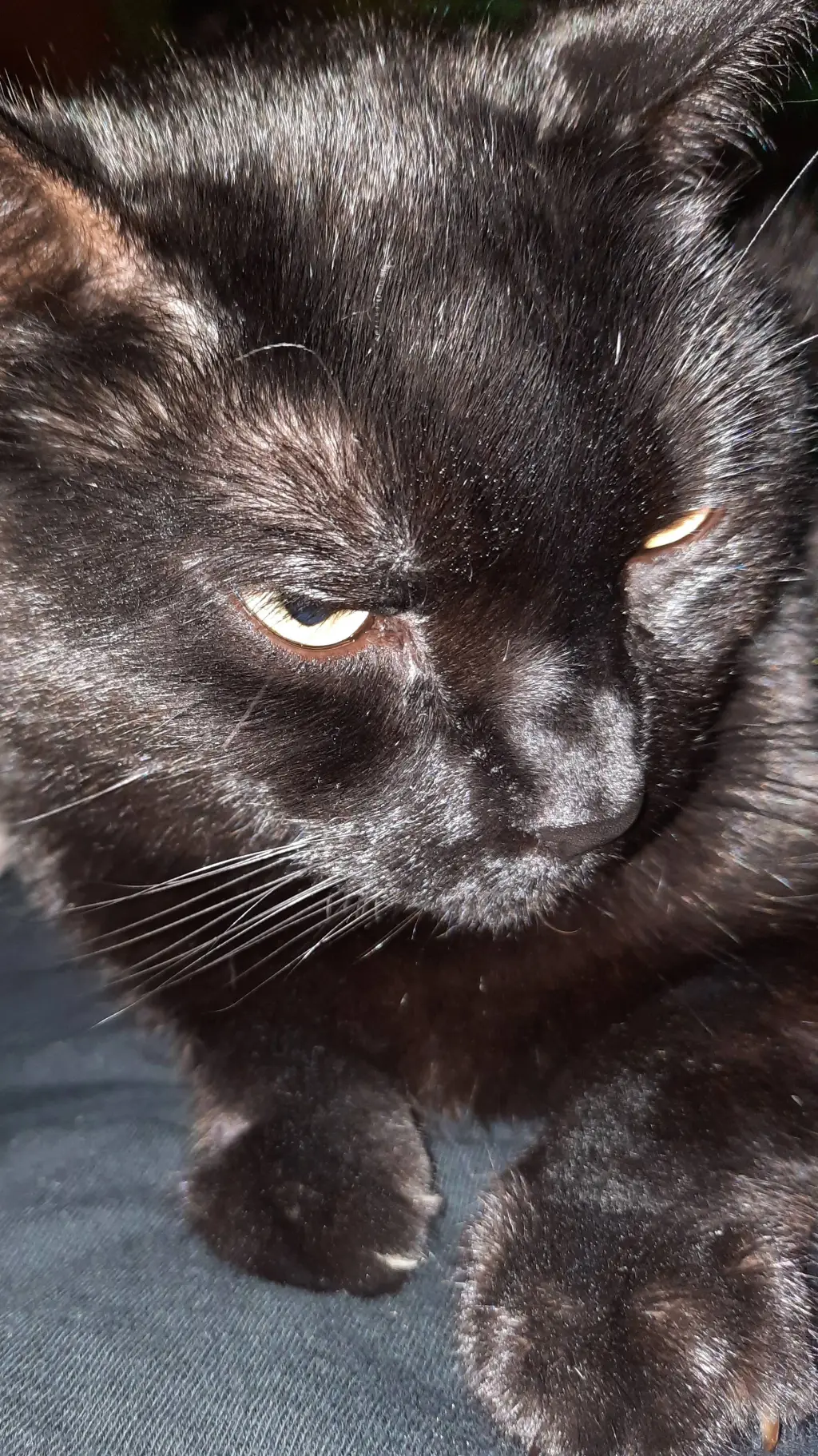 ai character: Melon playground background