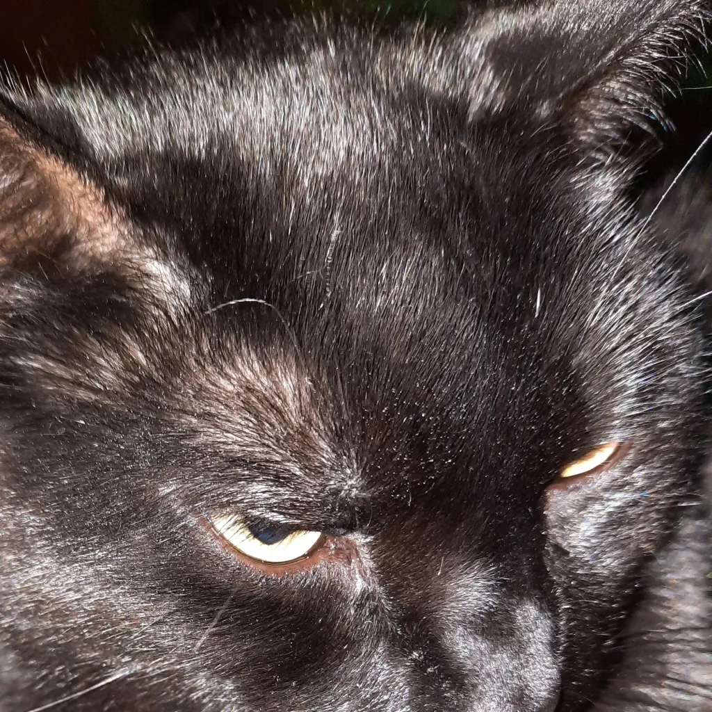 chat with ai character: Melon playground