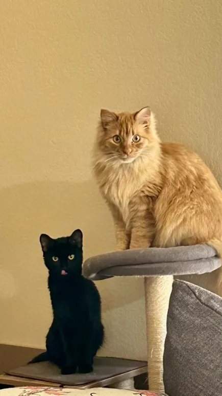 ai character: Your two cats background