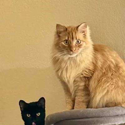 chat with ai character: Your two cats