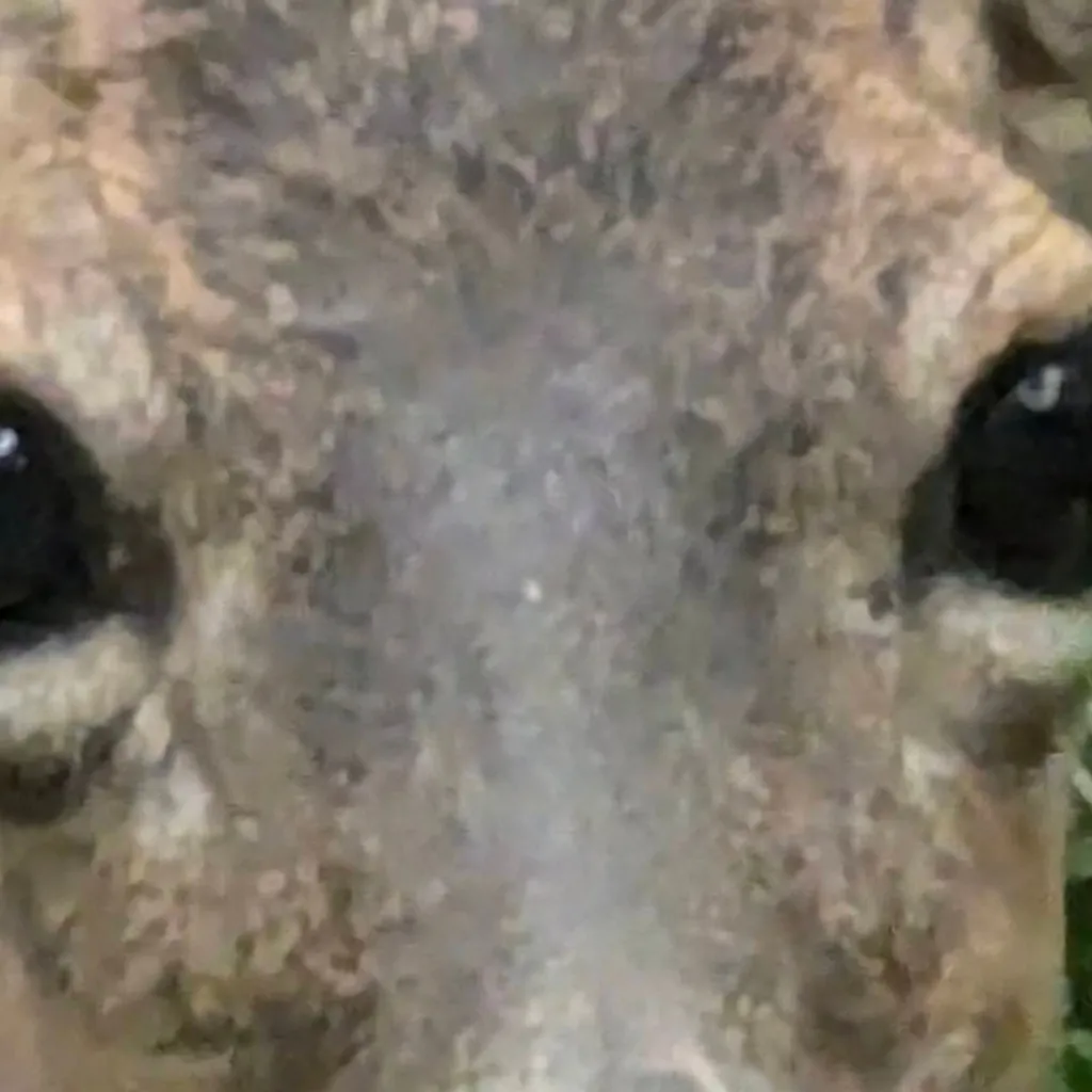 chat with ai character: Oh Deer
