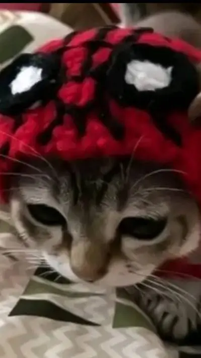 ai character: cat Wally  background