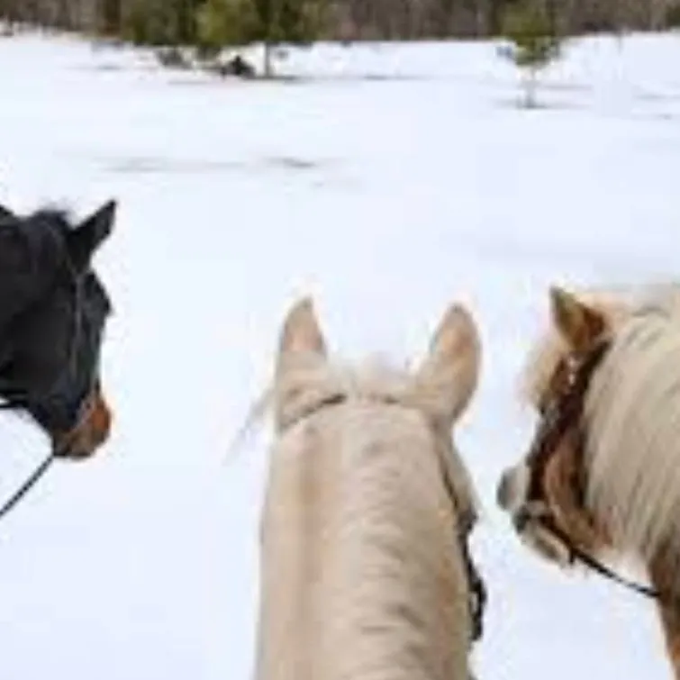 chat with ai character: horse rp 