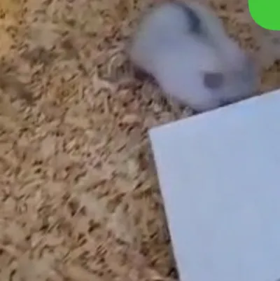 chat with ai character: Snowy 