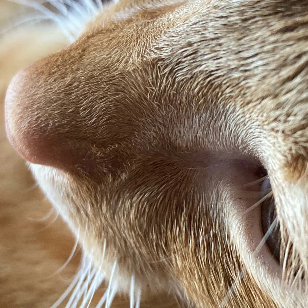 chat with ai character: Milkshake 