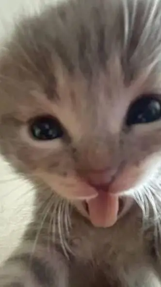ai character: Your cat background