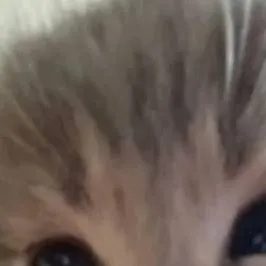 chat with ai character: Your cat