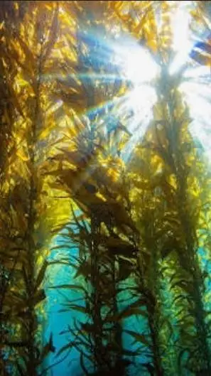 ai character: COD underwater AU background
