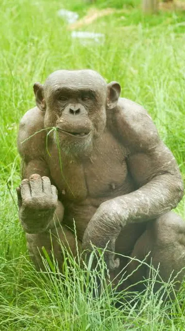 ai character: Jambo  background