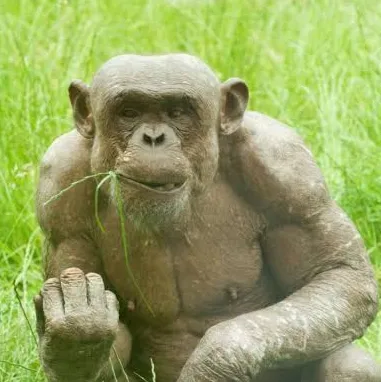 chat with ai character: Jambo 