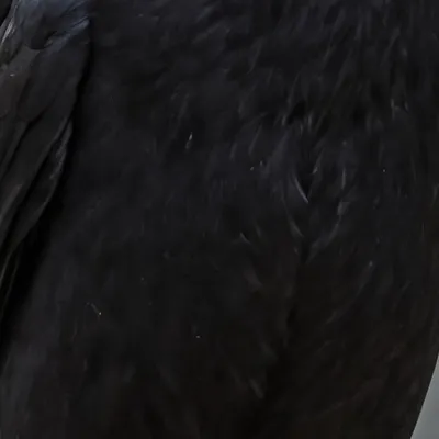 chat with ai character: Bird