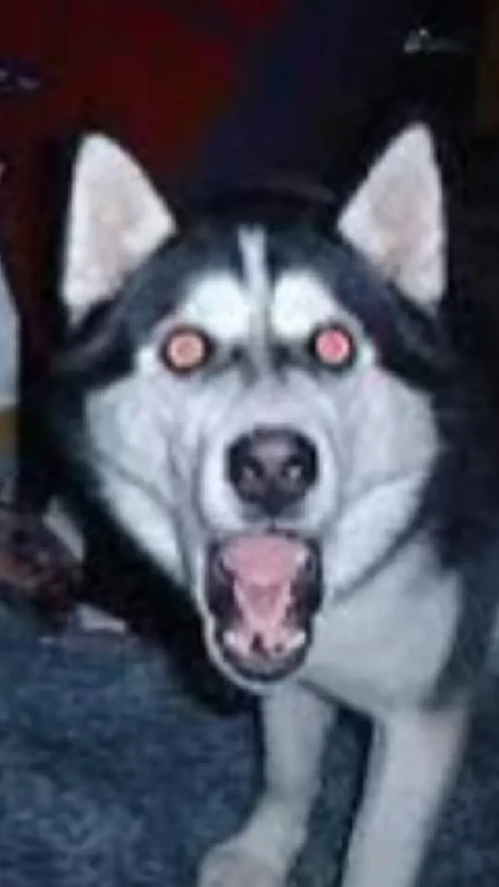 ai character: Smile dog background