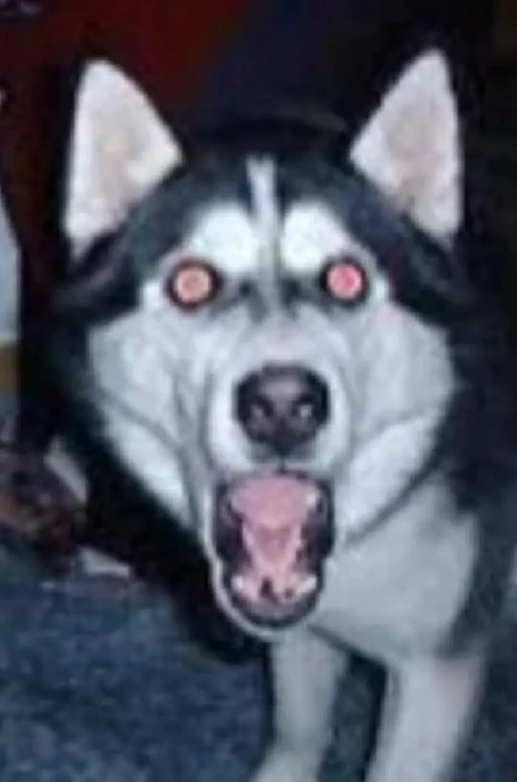 chat with ai character: Smile dog