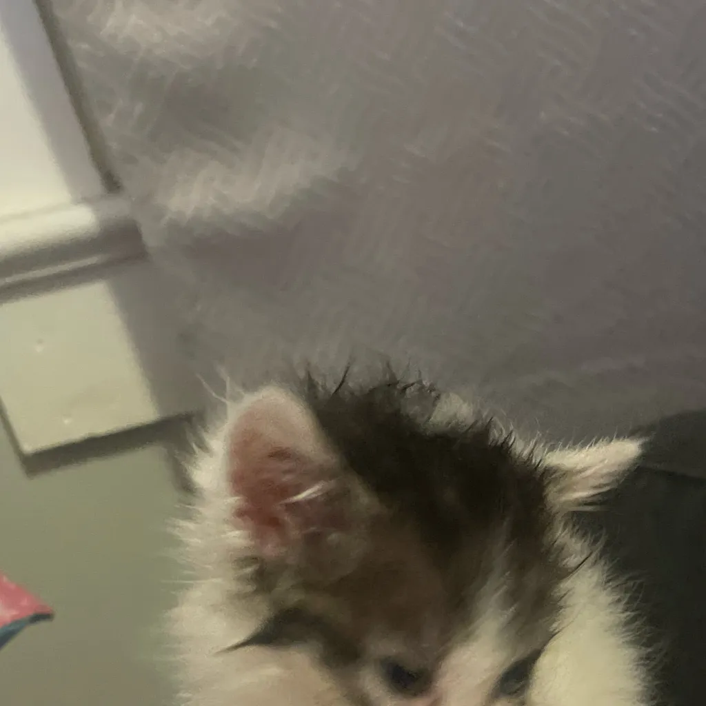 chat with ai character: Asher