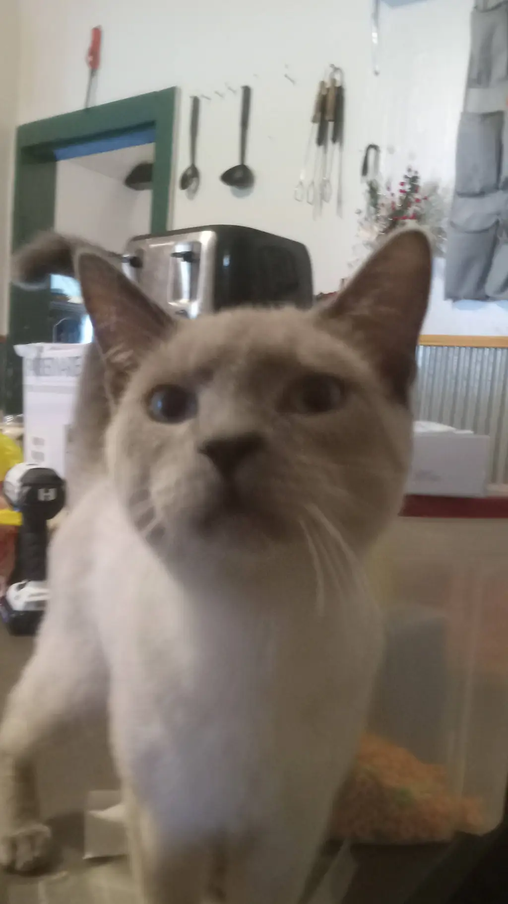 ai character: Mylo background