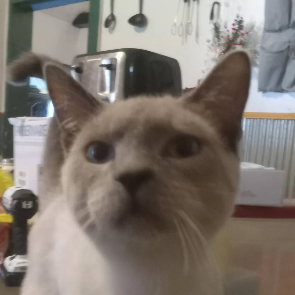 chat with ai character: Mylo