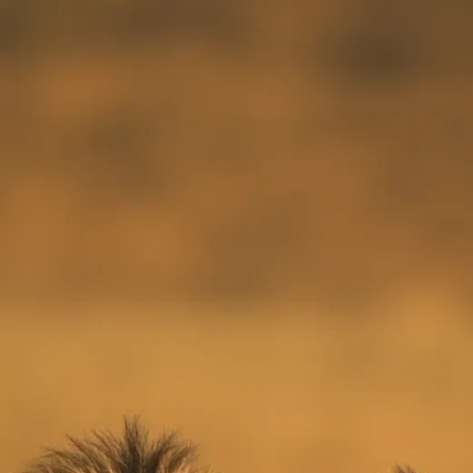 chat with ai character: Aftican Desert