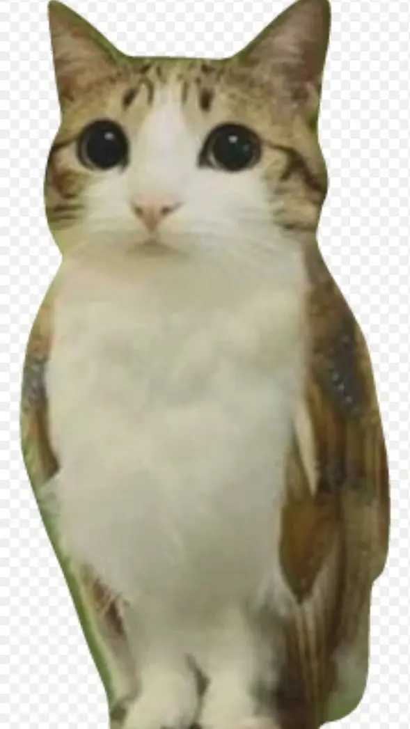 ai character: meowl  background