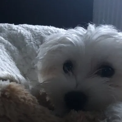 chat with ai character: Doggy