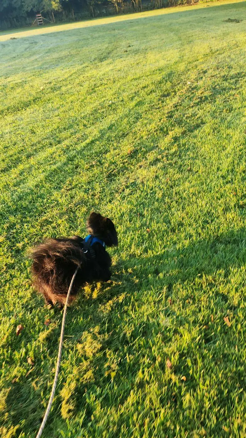 ai character: dog background
