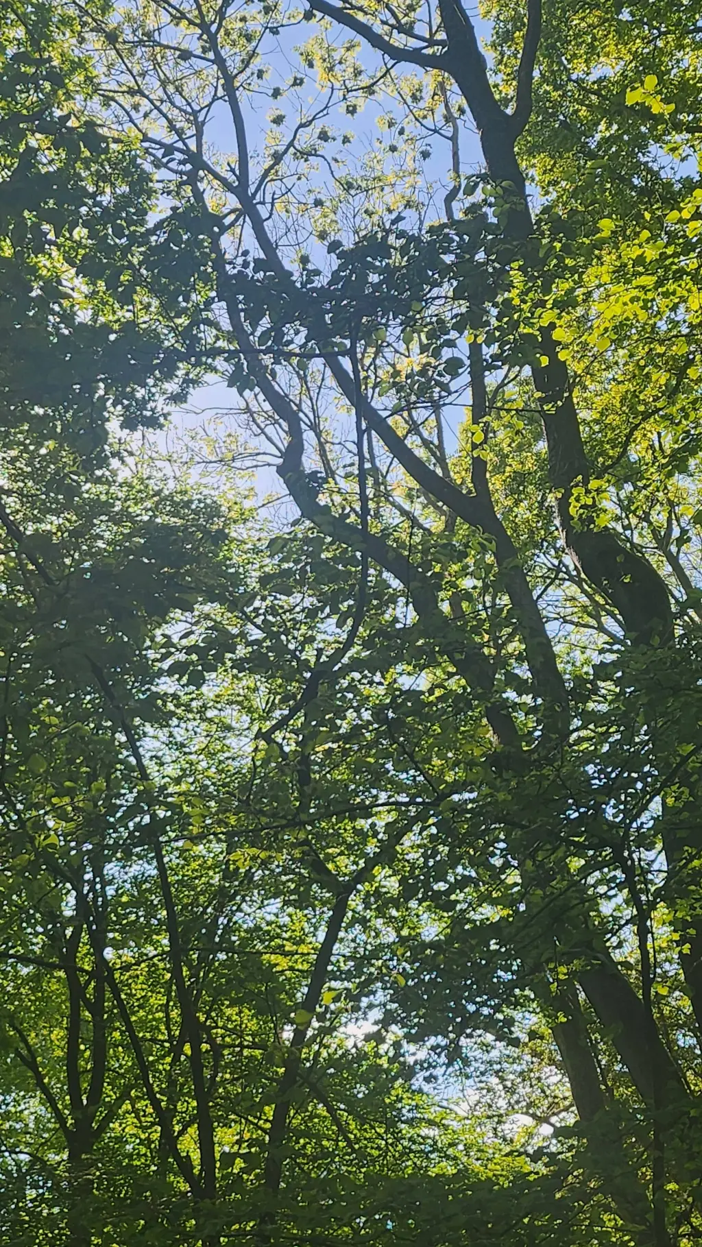 ai character: forest walk background
