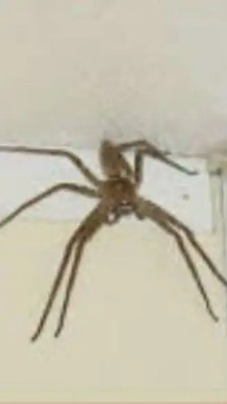 ai character: spider background