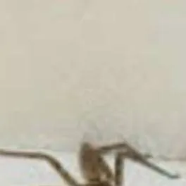 chat with ai character: spider