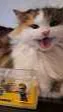 ai character: A cat background