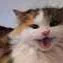 chat with ai character: A cat
