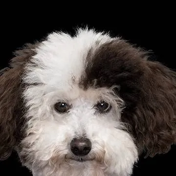 chat with ai character: Whiz 