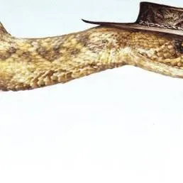chat with ai character: rattlesnake jake 