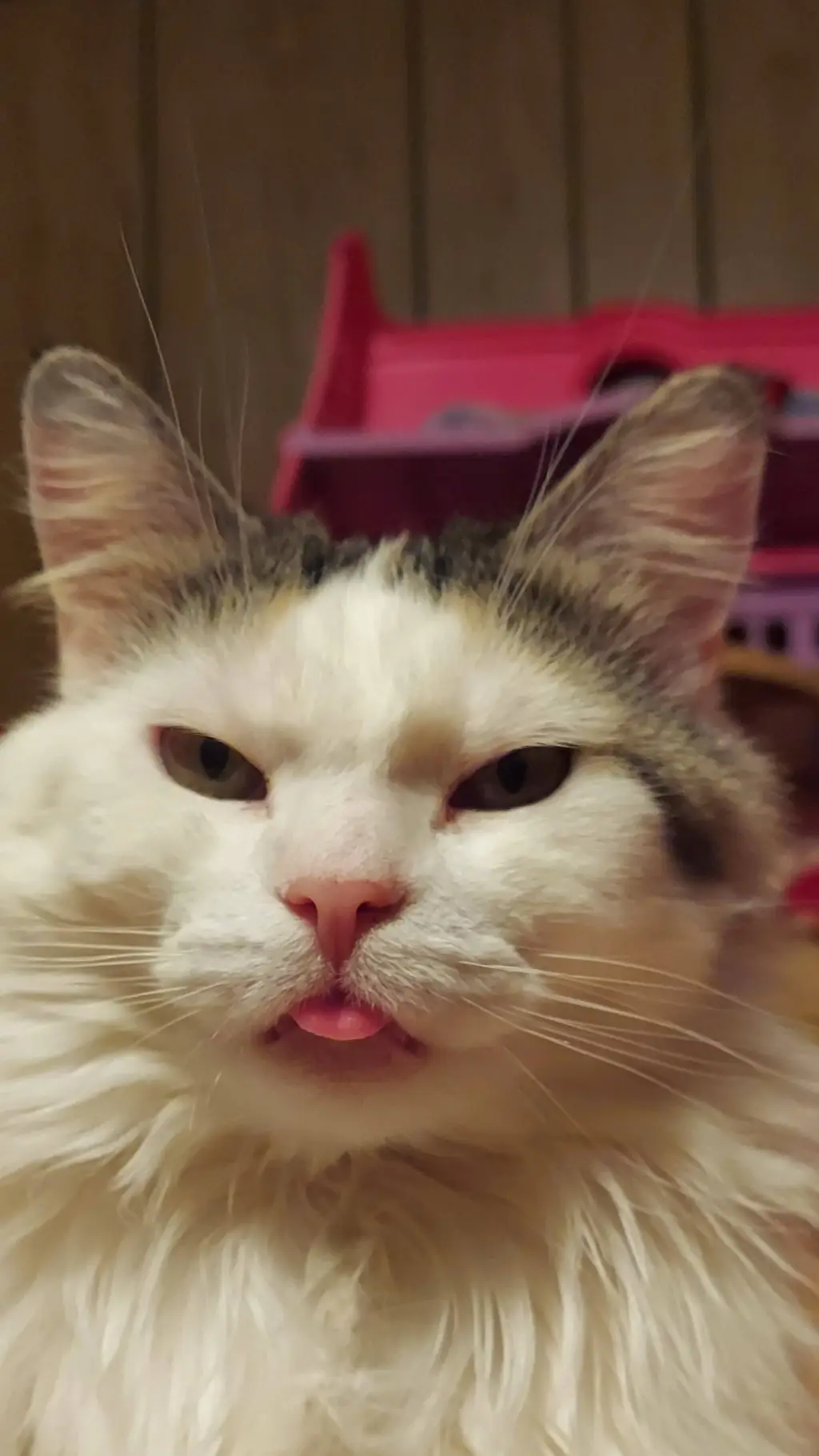 ai character: ♡◇smores◇♡ MYCAT background