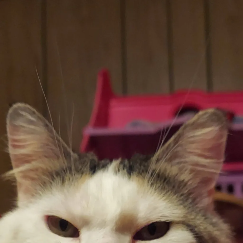 chat with ai character: ♡◇smores◇♡ MYCAT