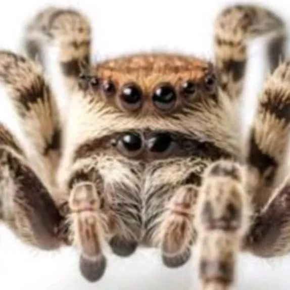 chat with ai character: mr spider