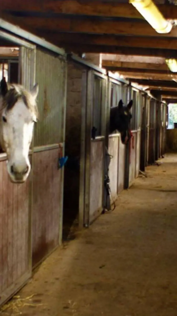 ai character: Riding stables <3 background