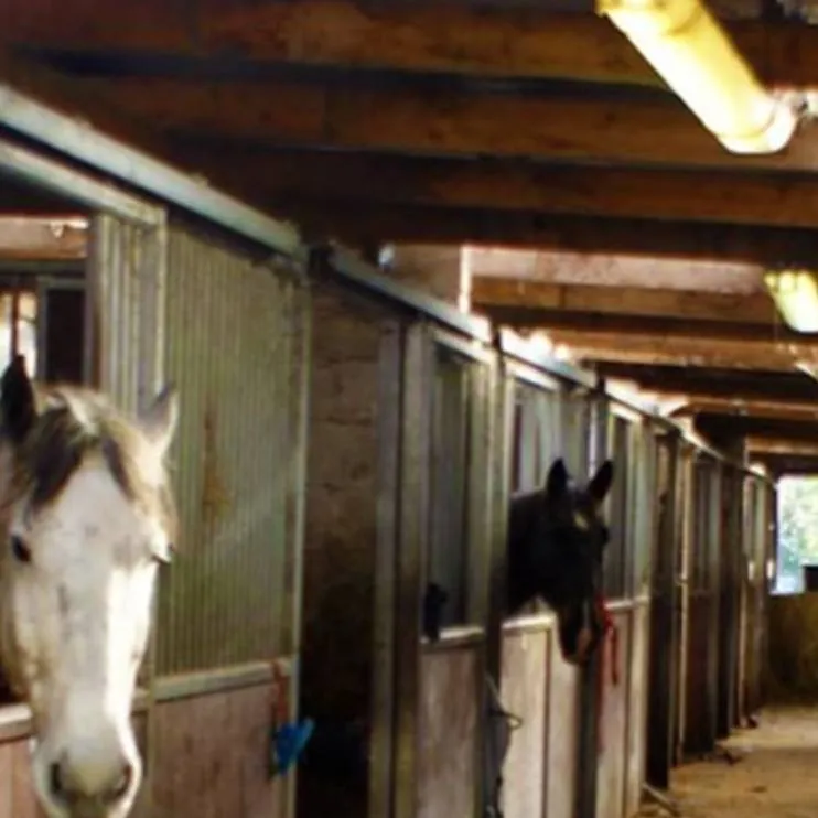 chat with ai character: Riding stables <3