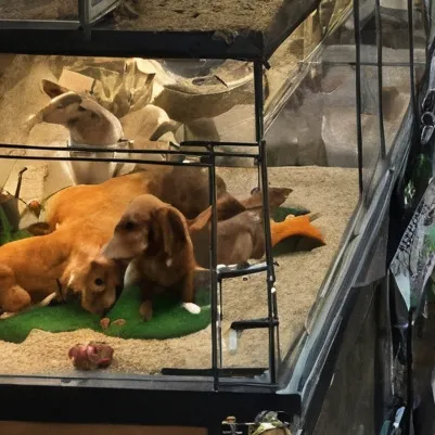 chat with ai character: Petsmart
