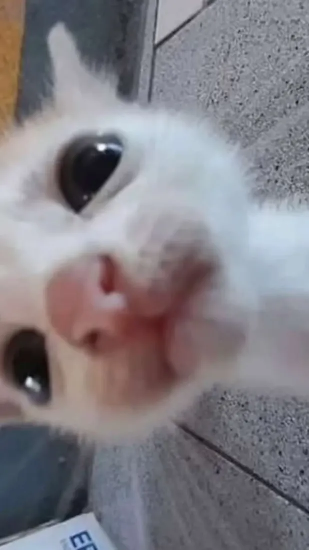 ai character: Sleepover  background