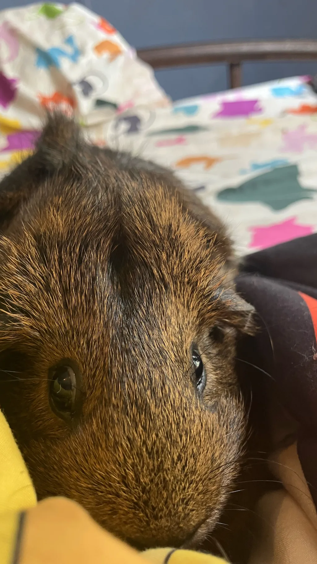 ai character: Your guinea pig background