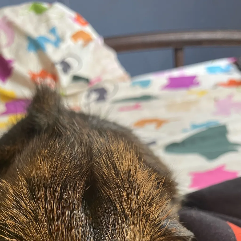 chat with ai character: Your guinea pig