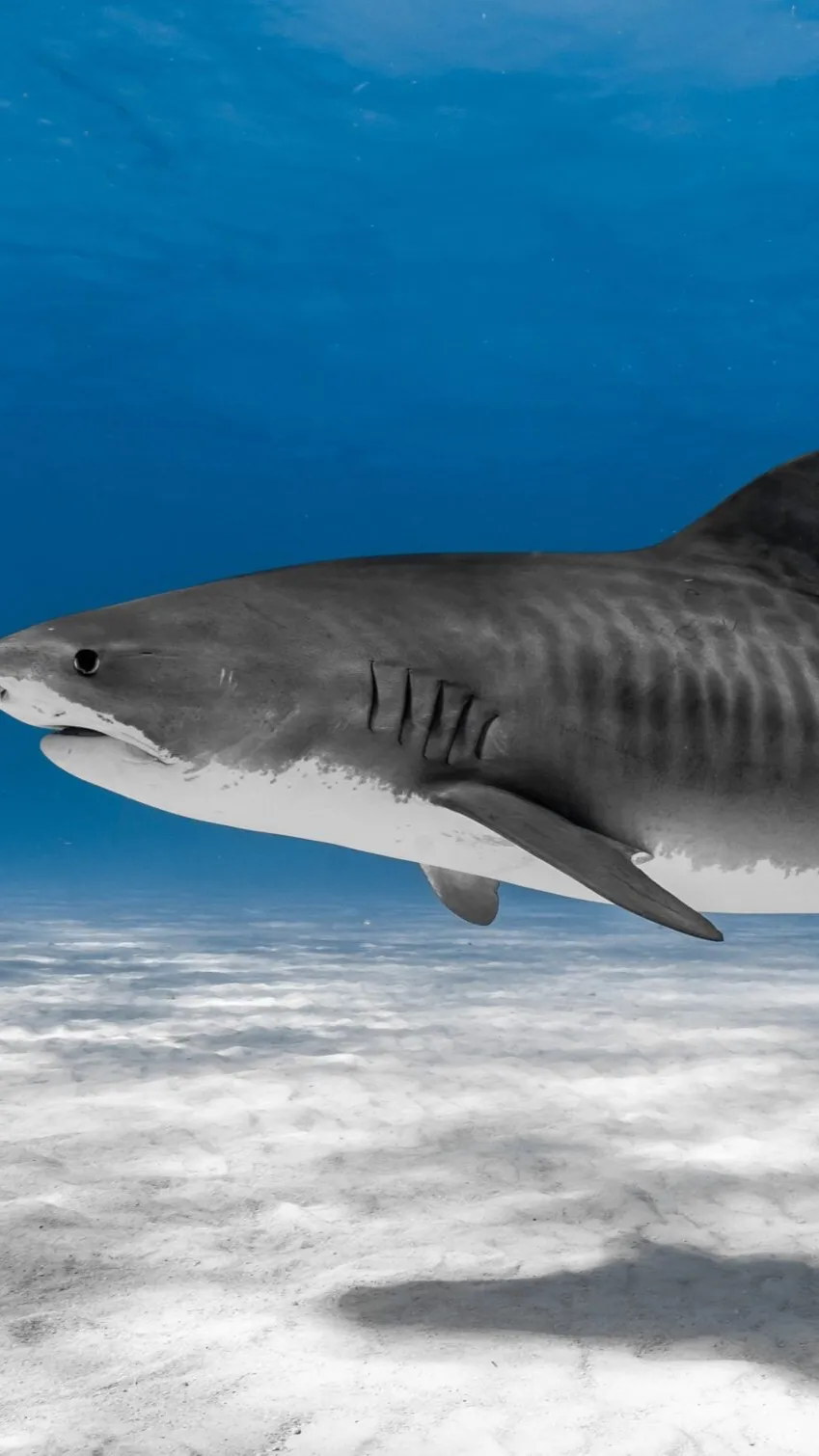 ai character: Tiger shark  background