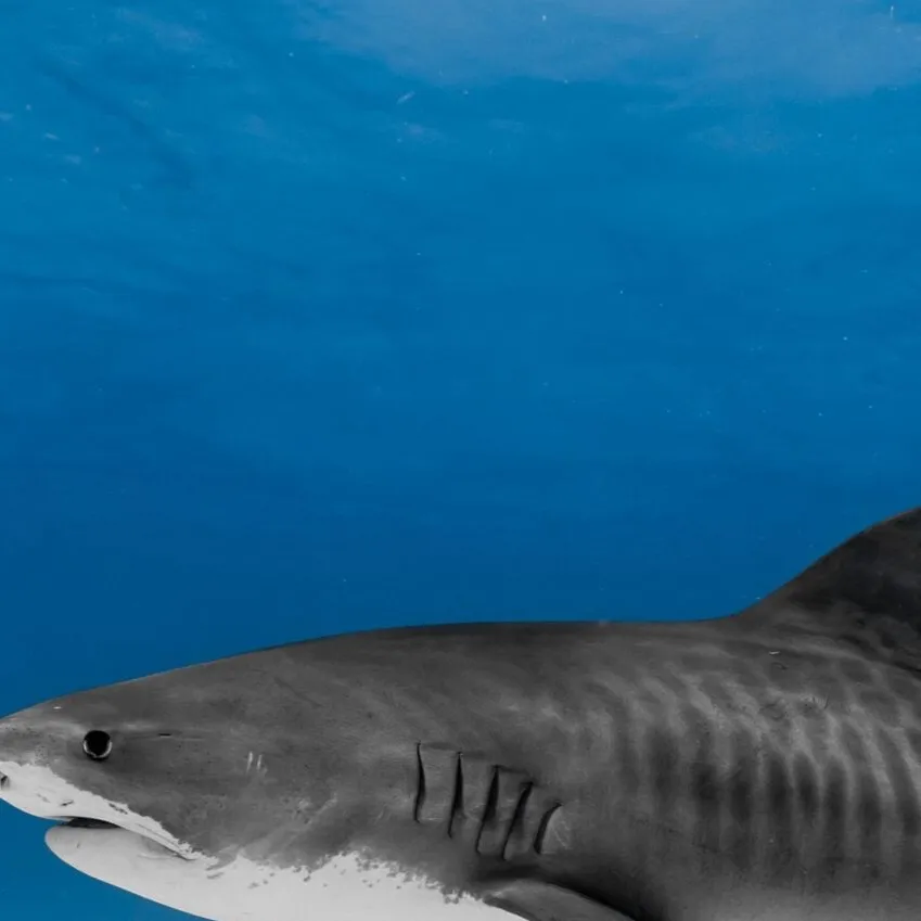 chat with ai character: Tiger shark 
