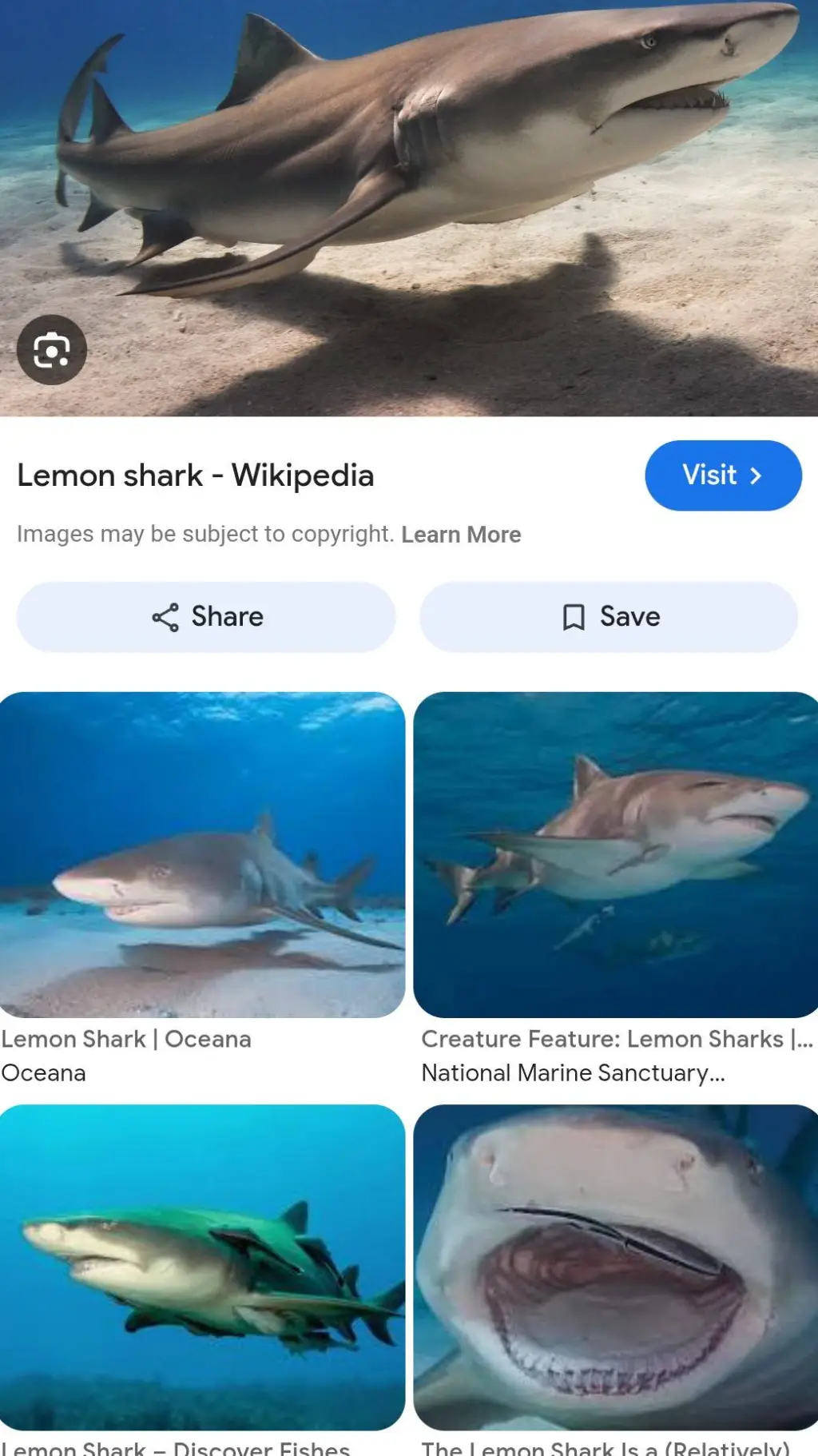 ai character: lemon shark :3 background