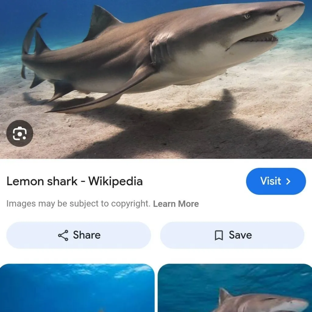 chat with ai character: lemon shark :3