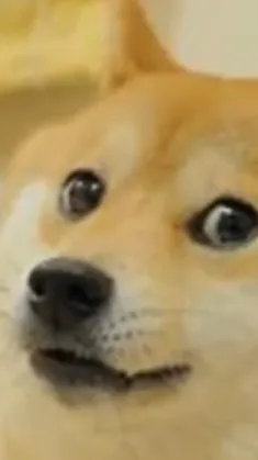 ai character: Doge background