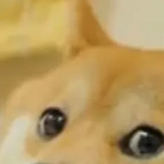 chat with ai character: Doge